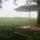 Greenwoods