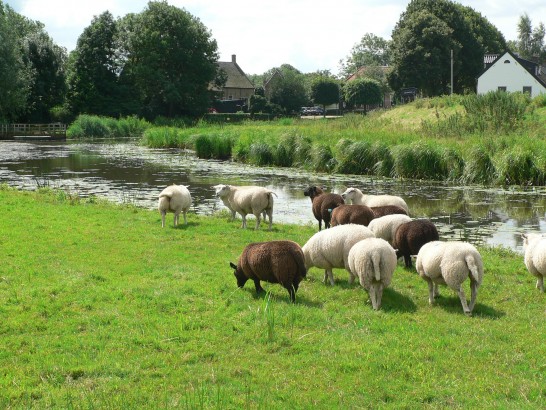 B&B Swaluw's kiek