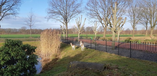 Arendsnest