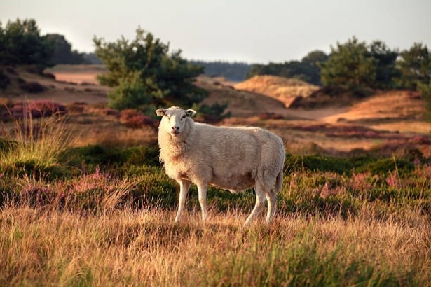 B&B Enjoy