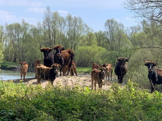Slapen op de Waal